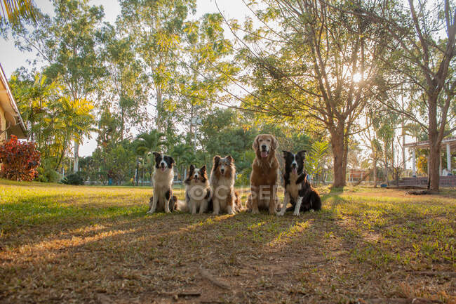 Завораживающий снимок очаровательных собак пограничной колли и золотистого ретривера на зеленой траве в Валенсии, Венесуэла — стоковое фото