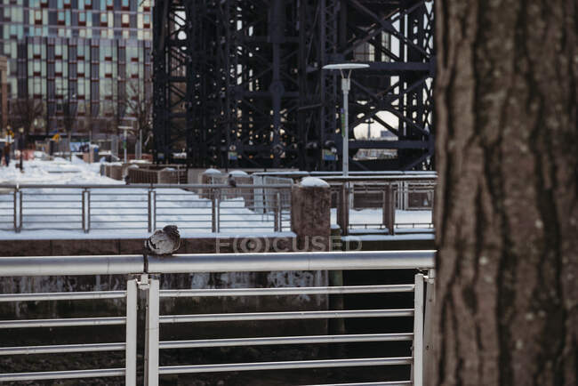Голуб сидить на металевому паркані в місті — стокове фото