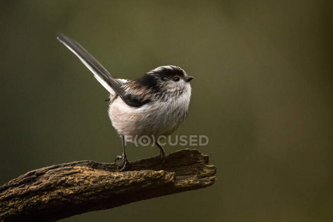 A Long Tailed Tit bird standing on a branch - foto de stock