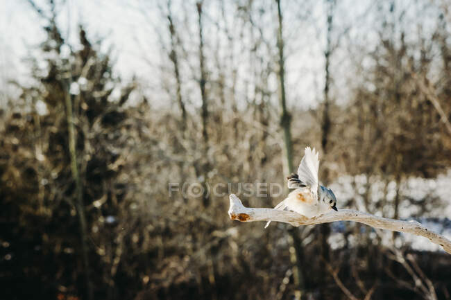Tufted Titmouse Tomando forma de voo Um ramo em uma tarde de inverno — Fotografia de Stock