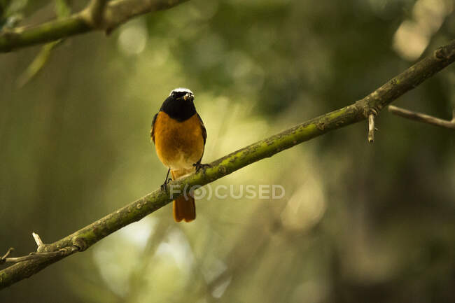 A bird on a branch of a tree — Stock Photo