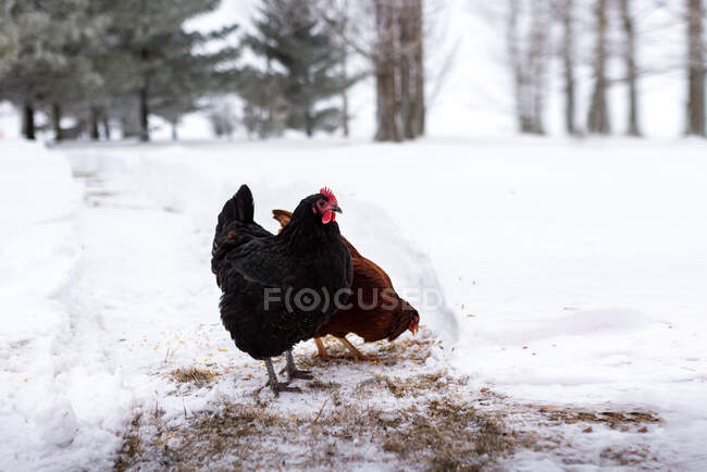 Dos pollos alimentándose en la nieve durante el invierno en una granja - foto de stock