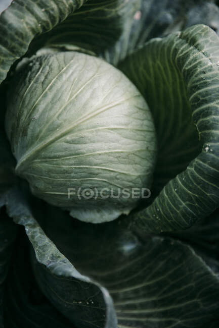 Green cabbage on a market — Stock Photo