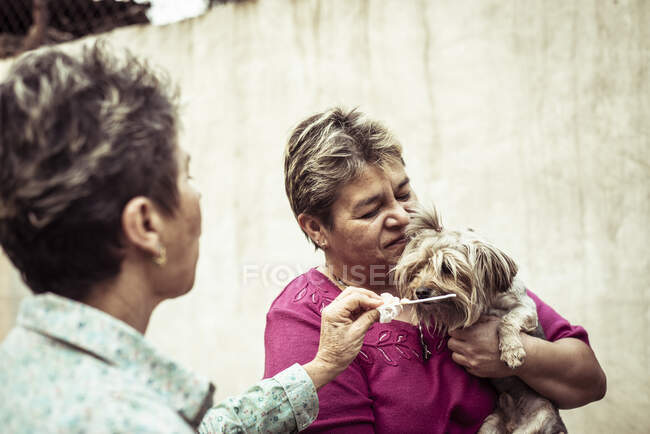Cute dog eats ice cream in owners arms — Stock Photo