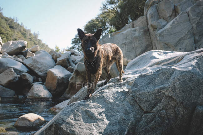 Dutch Shepherd Dog Standing on Slanted Rock Next to River — Stock Photo