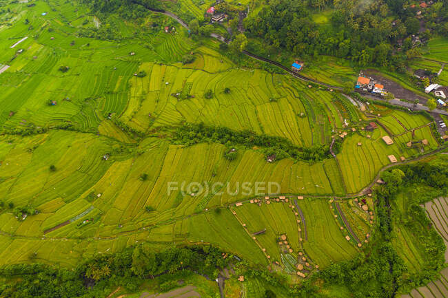 Vista aerea dall'alto verso il basso di lussureggianti risaie verdi con piccole fattorie rurali a Bali, Indonesia Campi di riso a terrazze su una collina HQ — Foto stock