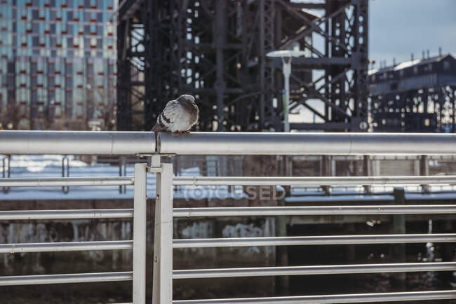 Piccione appollaiato su una recinzione metallica a New York — Foto stock