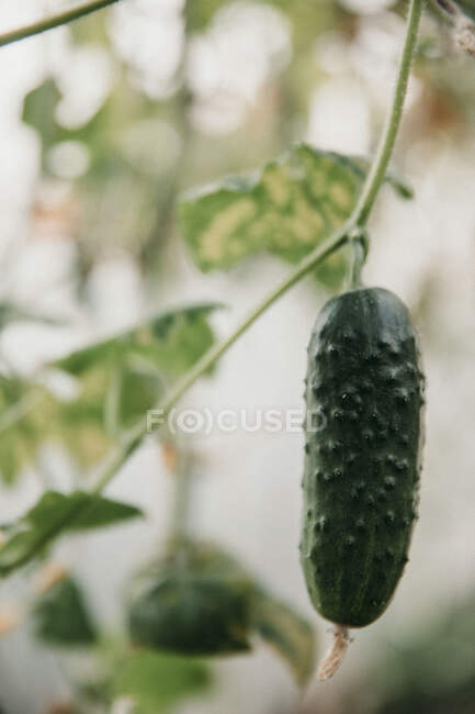 A bunch of fresh ripe green cucumbers on the white table. selective focus — Stock Photo