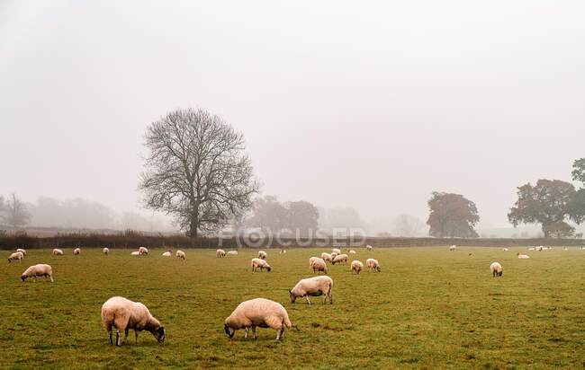 Pâturage de moutons blancs dans une ferme anglaise par un matin brumeux — Photo de stock