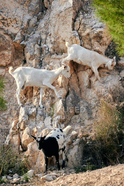 Un grupo de cabras escalando una montaña con sus familias - foto de stock