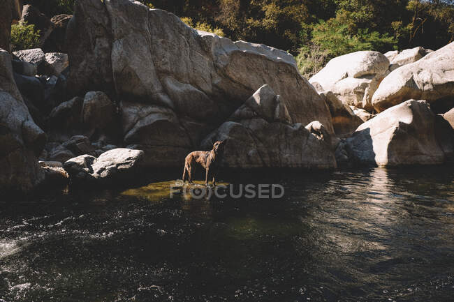 Тревожный голландский Шепард стоит на скале в воде — стоковое фото