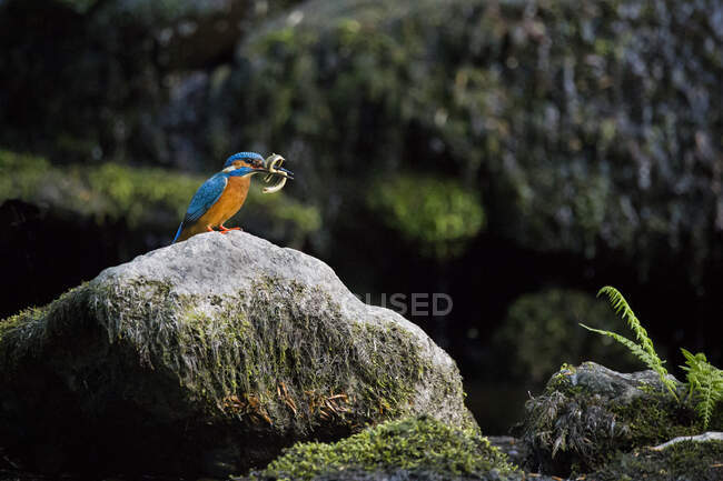 Um pássaro está sentado em um galho de uma árvore na floresta — Fotografia de Stock