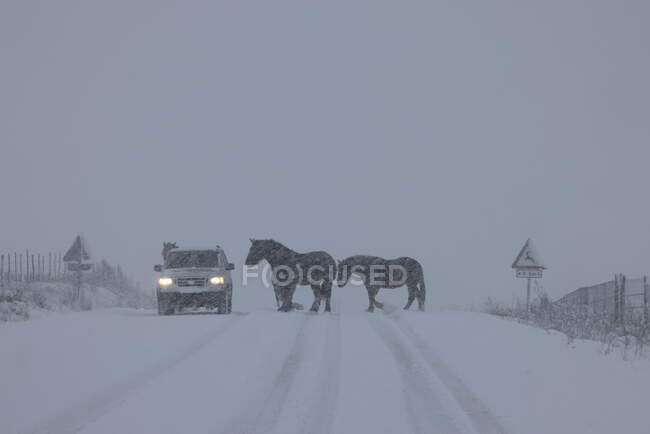Cavalos no meio da estrada nevada em uma queda de neve — Fotografia de Stock