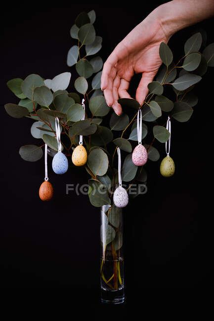 Decorating Eucalyptus branches with colored eggs in vase on black — Stock Photo