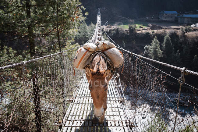 Vista de un animal en tierra, Himalaya, Nepal - foto de stock