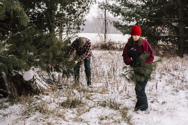 Adolescentes en pinos cubiertos de nieve reuniendo ramas de pino - foto de stock