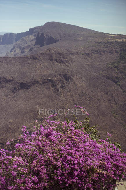 Dry summer flower bed with green Mexican mountain canyon ridge view — Stock Photo