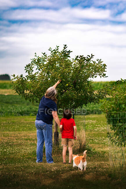 Una madre y un hijo recogiendo manzanas de un manzano en una granja - foto de stock