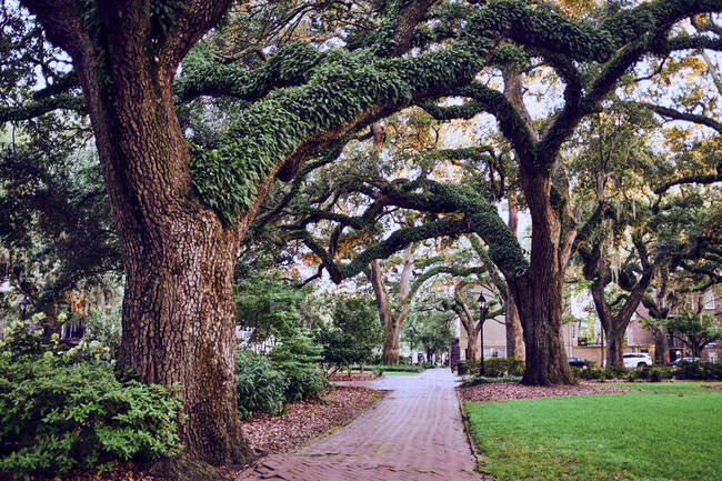 Piazza pubblica bellissimi salici, Savannah, Georgia, USA, 2019 — Foto stock