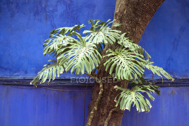 Grüne Sommerpflanze auf mexikanischer Straße mit blauer Mauer — Stockfoto