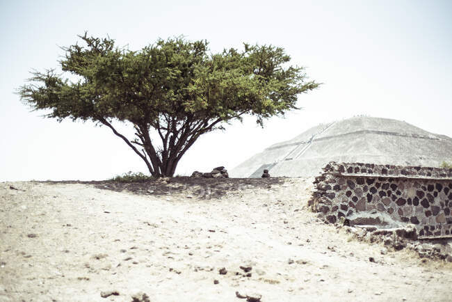 Albero del deserto che proietta ombra con antica piramide Maya in lontananza — Foto stock