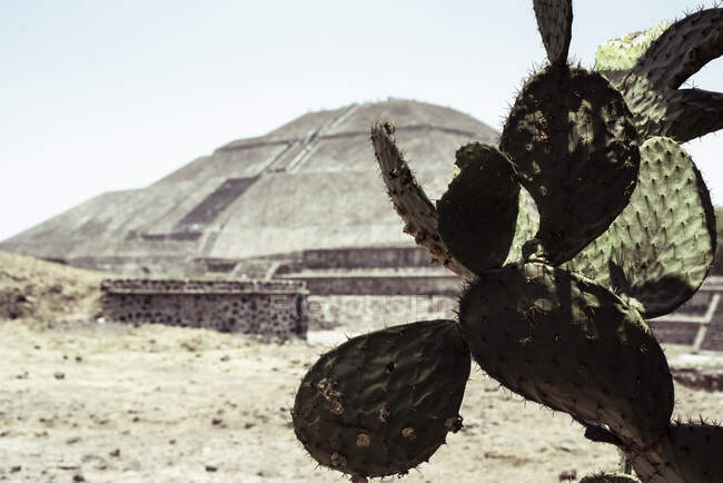 Cactus in front of sacred Mayan pyramid tourist attraction — Stock Photo