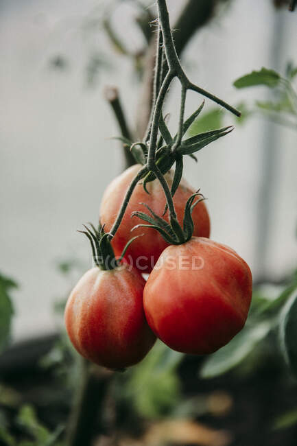 Fresh tomatoes in garden — Stock Photo