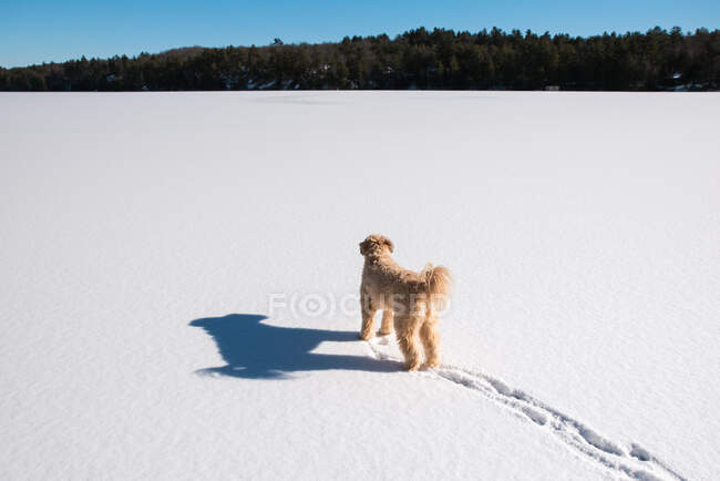 Пухнастий собака стоїть один, дивлячись через замерзле снігове озеро . — стокове фото