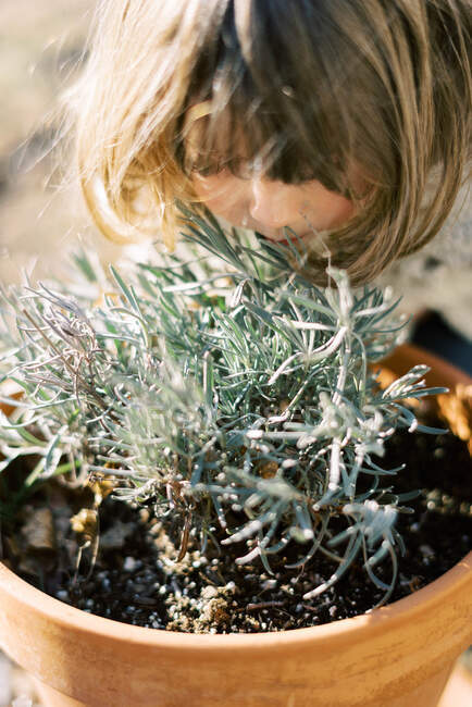 Little toddler smelling lavender de Provence in a clay pot in spring — Stock Photo