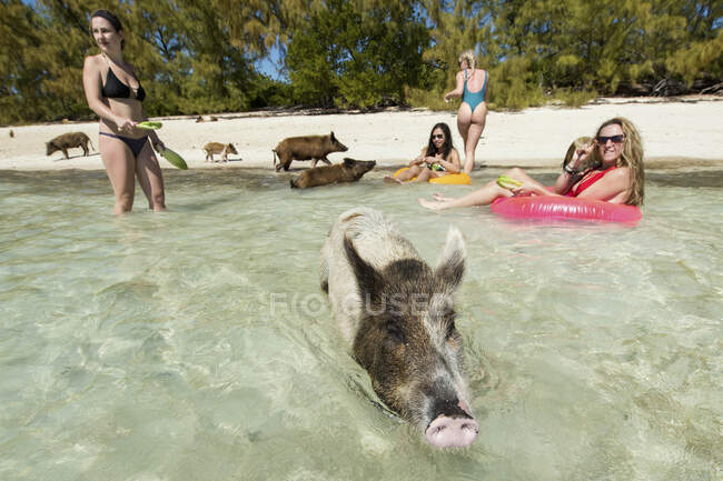 Young females enjoying beach with pigs in Bahamas — Stock Photo