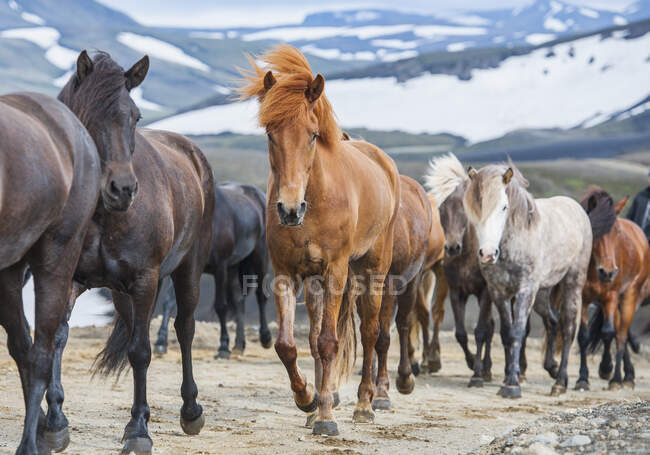 Cavalos islandeses nas terras altas da Islândia — Fotografia de Stock