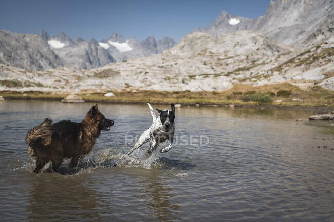 Verspielte Hunde im See gegen Berge — Stockfoto