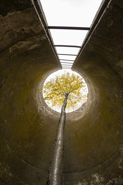 Ein Baum wächst durch ein hohes, verlassenes Silo — Stockfoto
