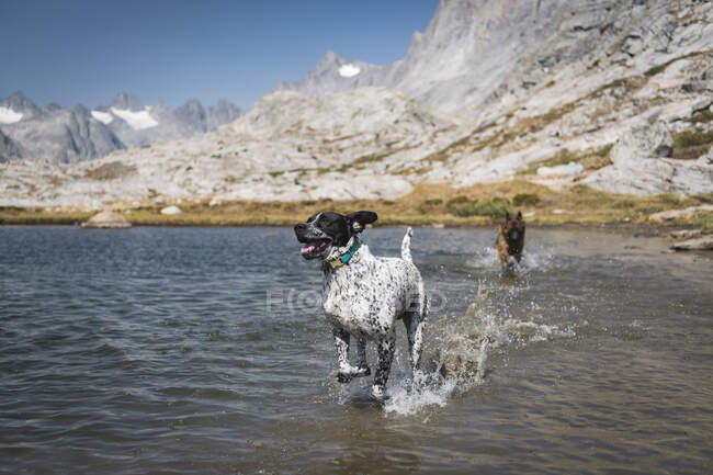 Perros corriendo en el lago por las montañas - foto de stock