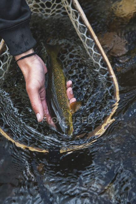 Primer plano de la mujer con captura de peces en la red en el río en el bosque - foto de stock