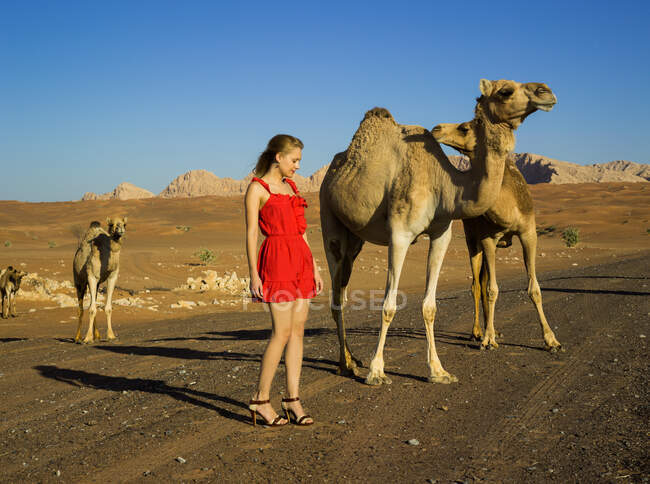 Дівчина в червоній сукні в пустелі Дубай з дикими верблюдами, модою і природою. — стокове фото