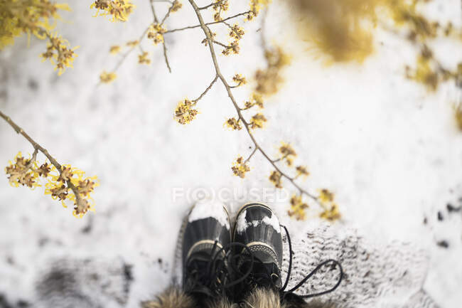 Vista aérea de las botas de nieve en el suelo cubierto de nieve con flores amarillas - foto de stock