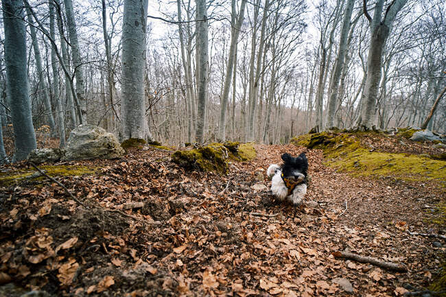 Cão brincando em uma floresta — Fotografia de Stock