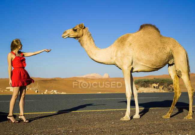 Sexy young beautiful girl in red dress met big camel at desert road — Stock Photo