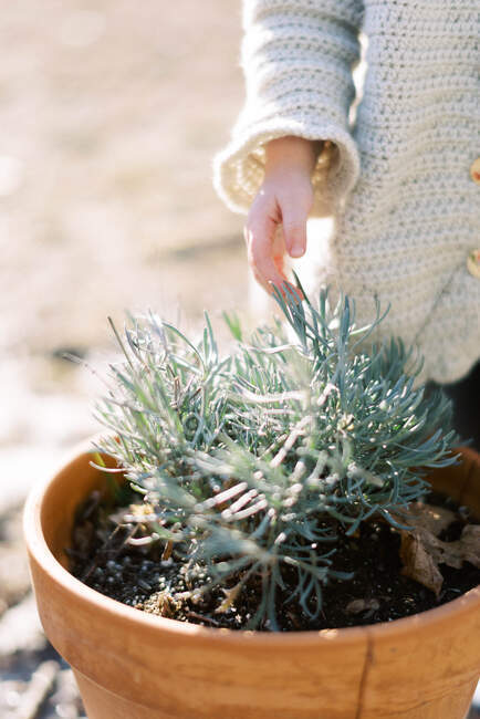 Little toddler touching lavender de Provence in a clay pot in spring — Stock Photo