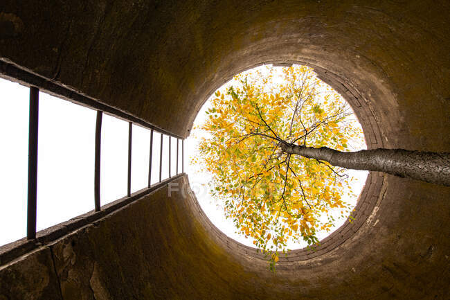 Дерево, растущее через высокий заброшенный бункер — стоковое фото