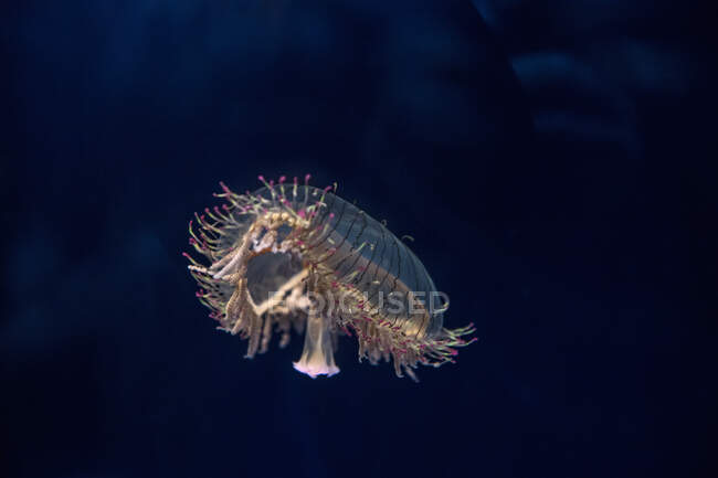 Medusas iluminadas sombrero de flores flotando en el acuario - foto de stock