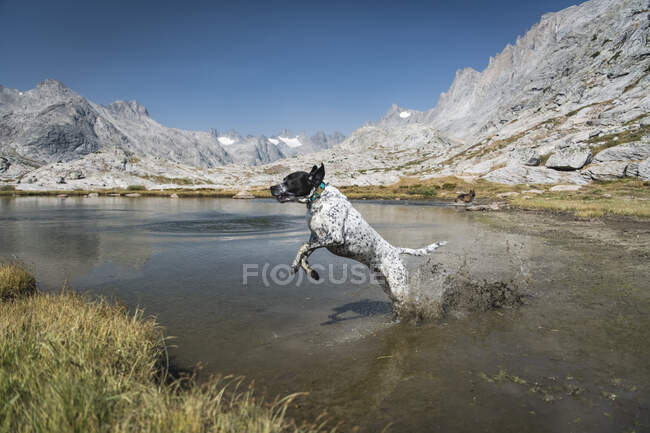 Dogs running in lake by mountains against clear blue sky — Stock Photo