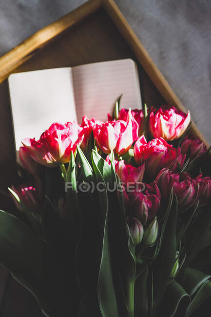 Tulips in sunlight on a tray — Stock Photo