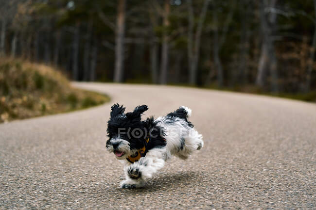 Cão brincando em uma floresta — Fotografia de Stock