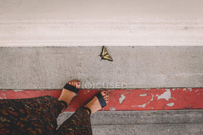 Farfalla morta Scoperta sull'asfalto. — Foto stock