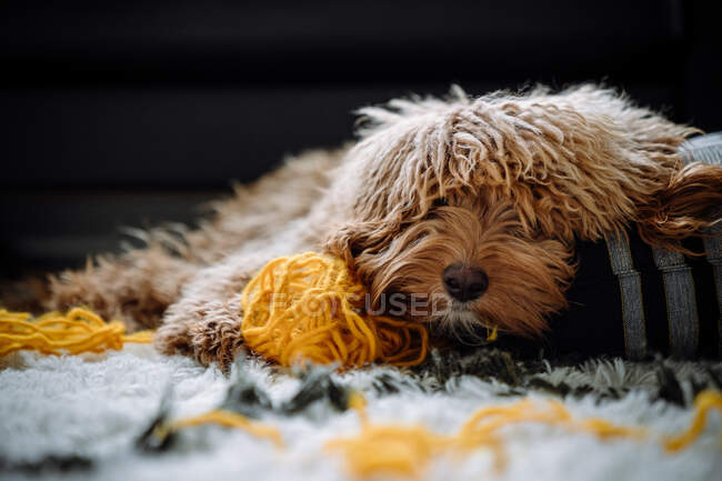 Un cachorro goldendoodle es atrapado jugando con una bola de hilo. - foto de stock