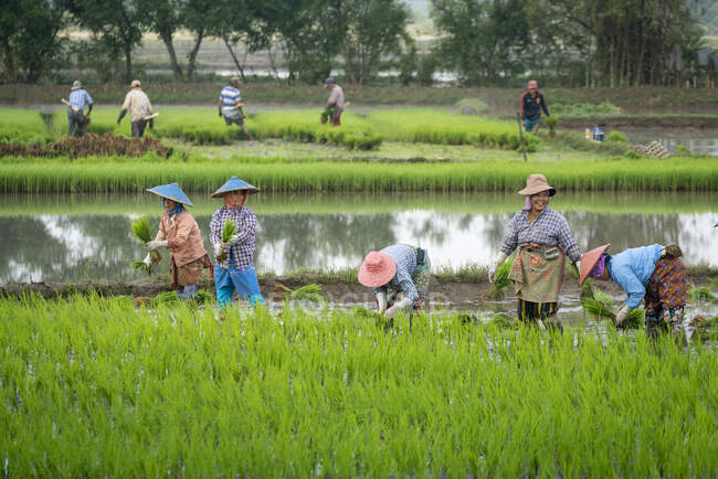 Lebensszene der Union von Myanmar — Stockfoto