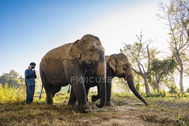 De pie junto al elefante en el santuario de animales en el triángulo dorado - foto de stock
