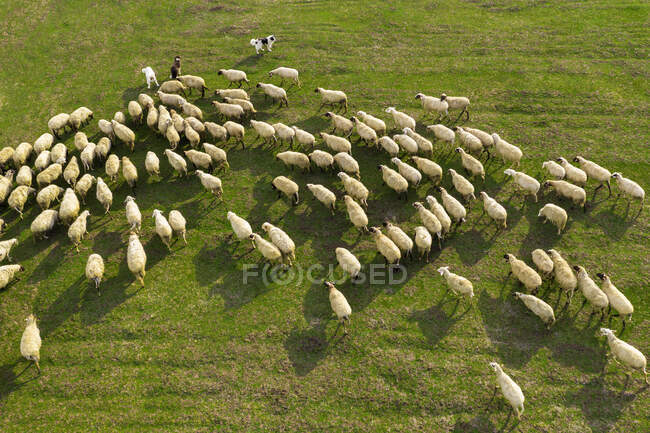 Rebaño de ovejas en el prado en el fondo de la naturaleza - foto de stock